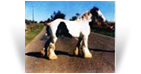 Old Henry - Old Palace Horse - HCs White Horse